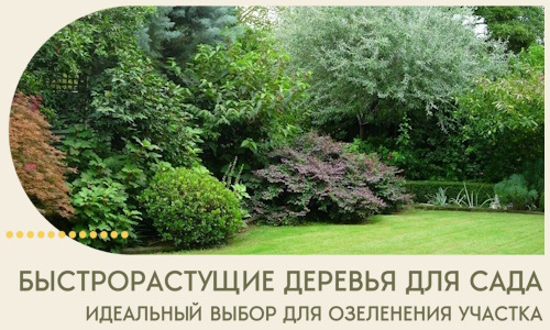 Быстрорастущие деревья для сада идеальный выбор в Карпинске